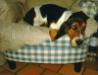 Puppy basset hound