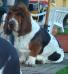 basset hound