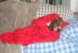 basset hound