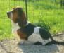 basset hound