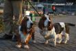 bassets hounds