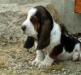 puppy basset hound