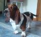 basset hound