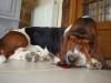 basset hound
