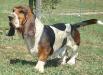 basset hound