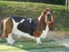 Basset hound constable MacArthur 