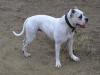 Yankee Doodle Daisy V