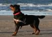 Deedee 1 year