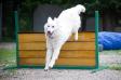 Agility
