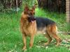 Thor, 09.12.2012