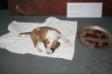 male pupps