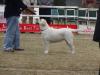 Specialty Show in Lahore, Pakistan; 3rd Feb 2013 Judged by Frank Gilroy