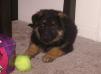 pictures of luma
