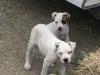 adams pups