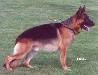 Aiko von der Noriswand Picture