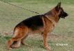 Eros von Aphrodite Kennel Picture