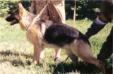 Quinny von der Wilhelmswarte Picture