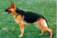 Roxi vom Assaut Picture