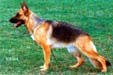 Biggi vom Trompetersprung Picture