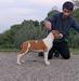 Amstaff style red devil Picture