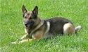 Arthus vom Grenzwolf Picture