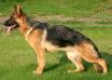 Evy von der Norderhamme Picture