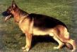 Karly von der Noriswand Picture