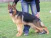 IDEFIX DU PARC A MITRAILLES Picture