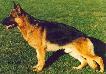 Zito von der Noriswand Picture