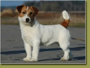 INT CH, MULTI CH Gang Staff Jack Sparrow