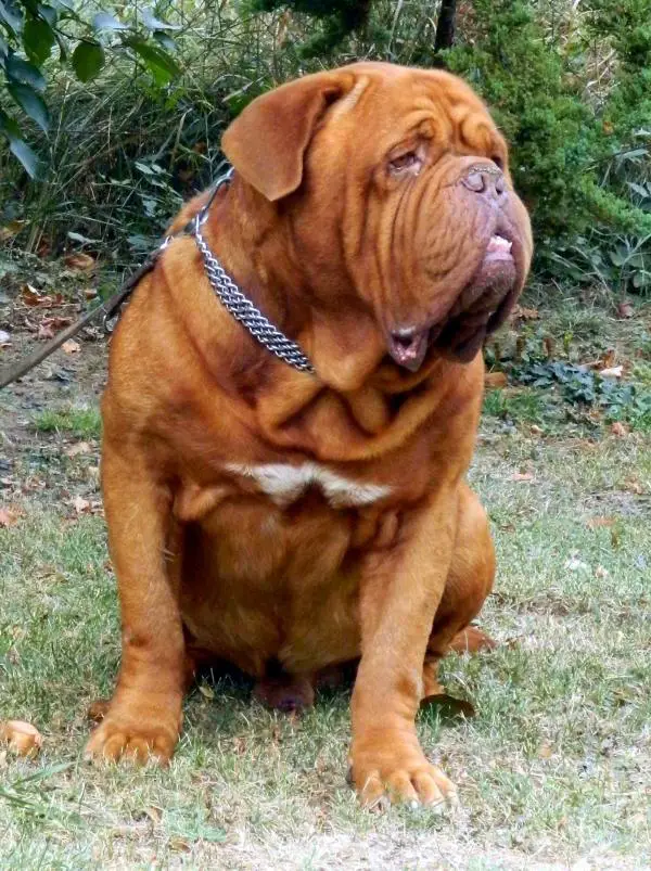 SRB JCH, SRB CIW Agramer Bordog Flash