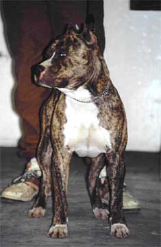 Tex's Hey poco diablo