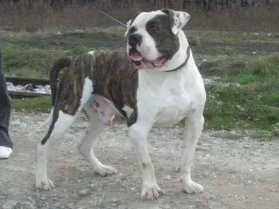 Bea's Bandit