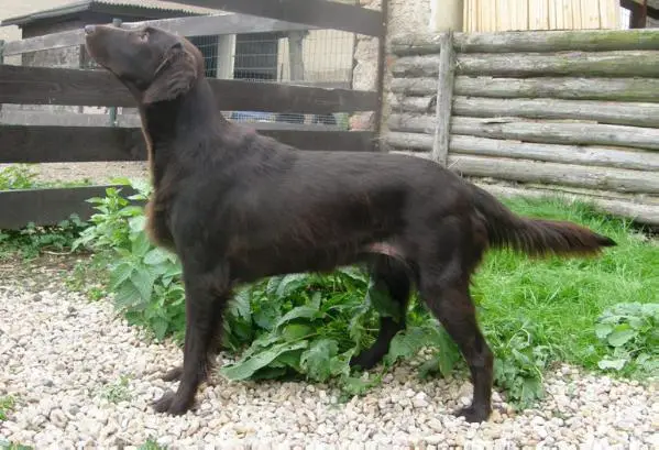 JCHSK Florance Brown AknelTop