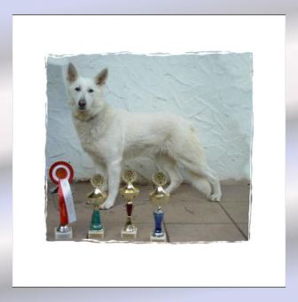 CH, CACIB, CAC. VA Angel from the Smooth White FTSW