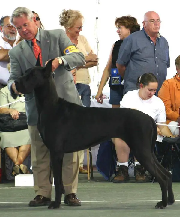 CH Warwick's Truley Scrumptious