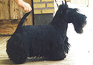 FIN,NOR CH MISTING'S Top-Hat