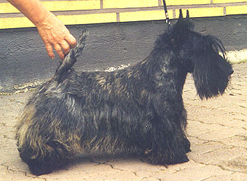 FIN ,NOR CH. MISTING'S Romance