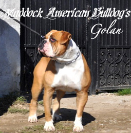 Maddock's GOLAN of Bulls of Crown