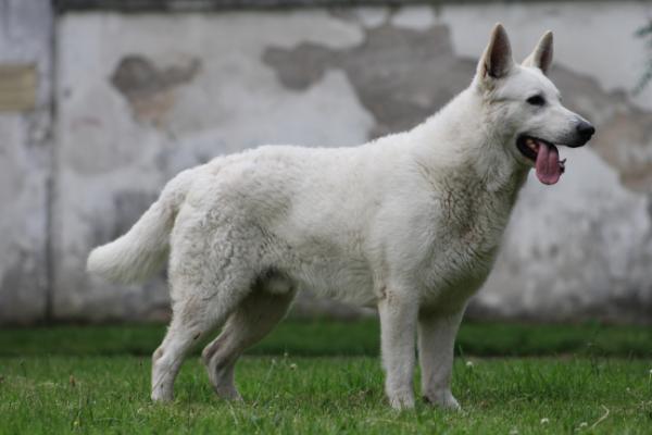 YUKY-YOCKER Akbo Parchovany