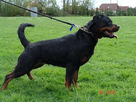 Ellen vom Hause Neubrand