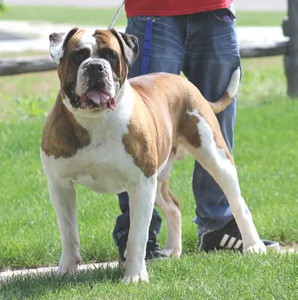 ABKC Gr. Ch.(BIS Winner), UKC Ch. PSI's Butcher