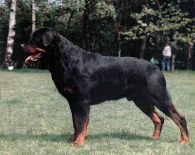 EJS'86 Baas von der Siegbrucke