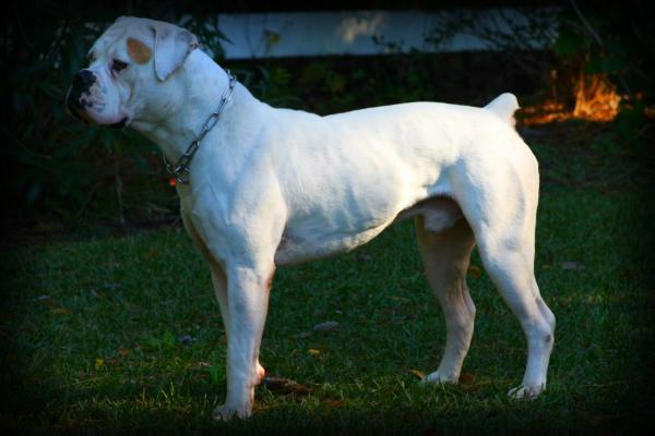 NKC NATIONAL CH 2011 Roots/Bionic's Bodacious Bo