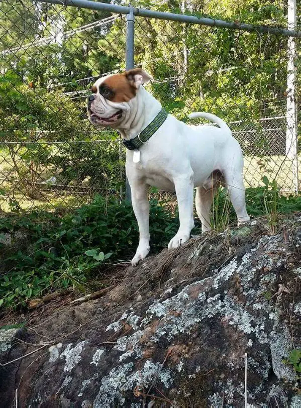 Sgt. Diesel