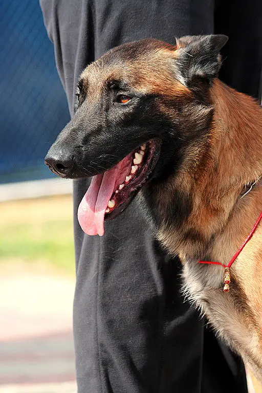 SGR.CHUA,CACIB3,BBB, Duffel des Contes d`Hoffmann