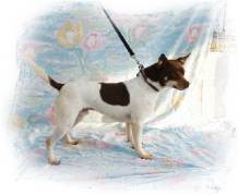 Hall's Chocolate Chip