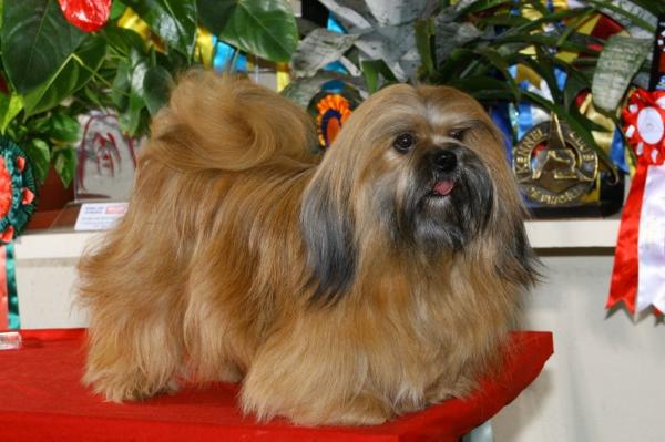 Ny Dolls Of Excalibur Quest