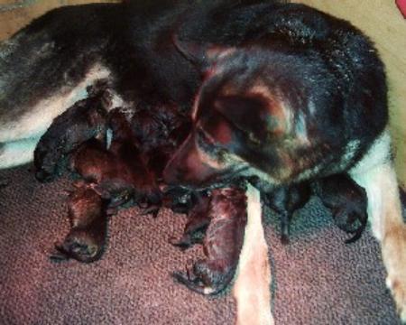 G Fina von den Sennequellen