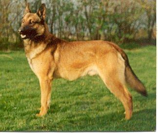 Bronco Perle De Tourbiere